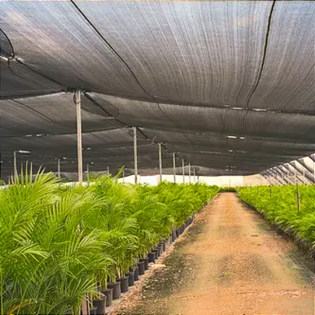 Tela Sombreamento 35% Sombrite 2,00 x 50 metros Horta Sombra