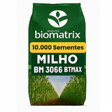 Semente milho 3066 BTMAX - Resistente Milho Verde e Silagem - 10.000 sementes