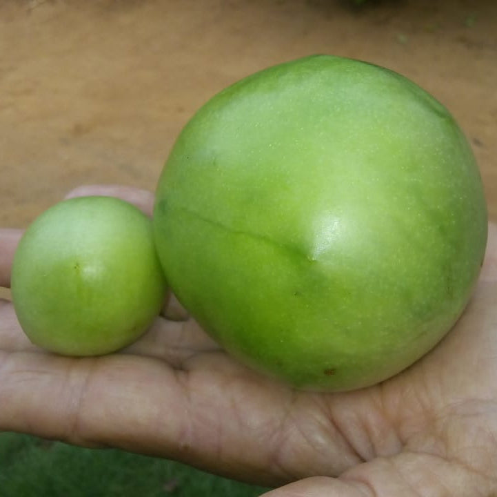 Umbu Gigante 2,5Kg
