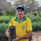 Muda de Umbu Gigante – América Dourada ENXERTADA