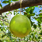 Muda de Umbu Gigante – América Dourada ENXERTADA