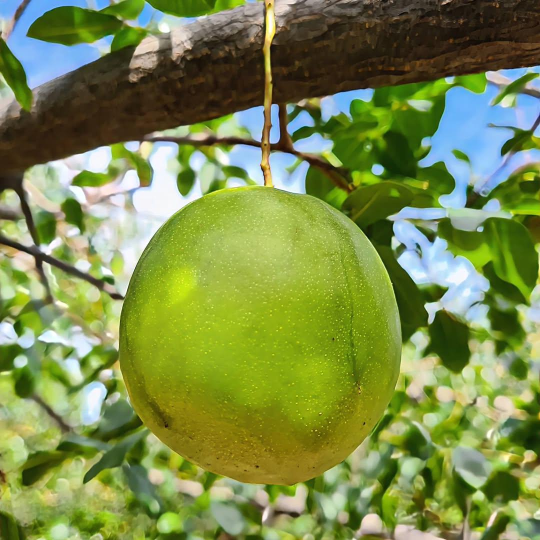 Muda de Umbu Gigante – América Dourada ENXERTADA