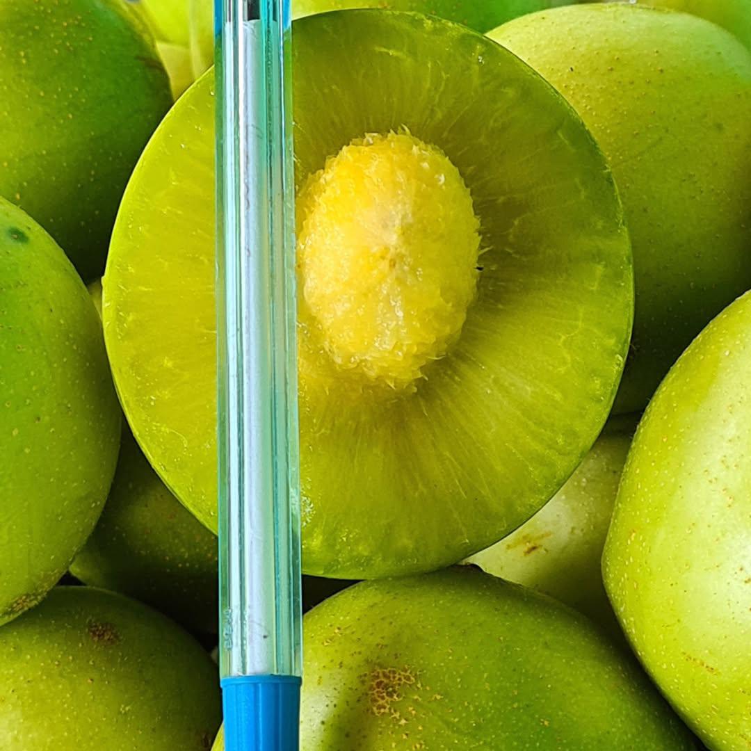 Muda de Umbu Gigante Lontras