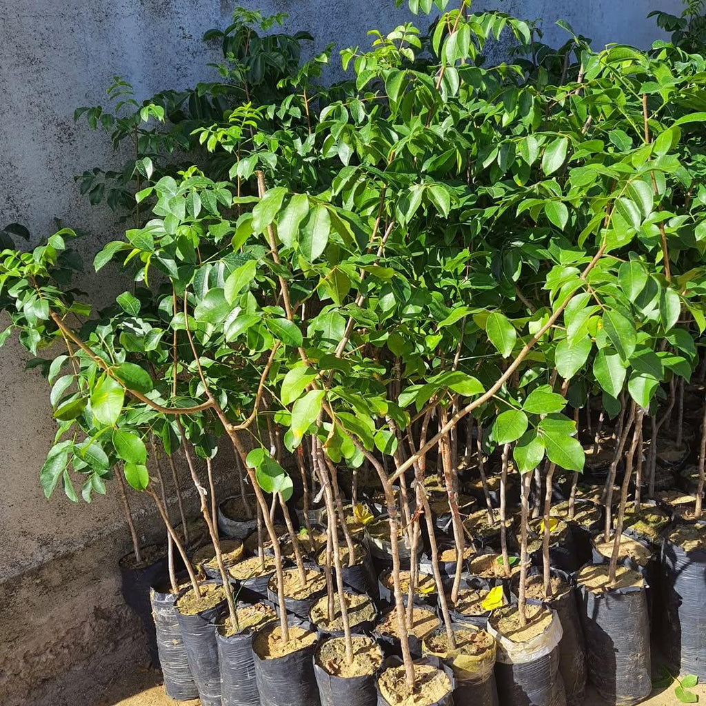 Muda de Umbu Gigante – América Dourada ENXERTADA