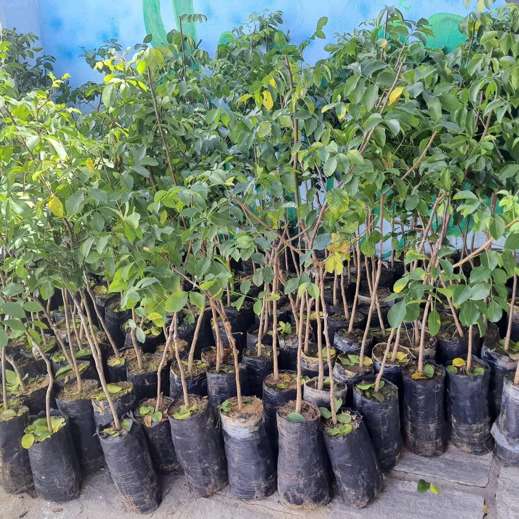 Muda de Umbu Gigante Lontras