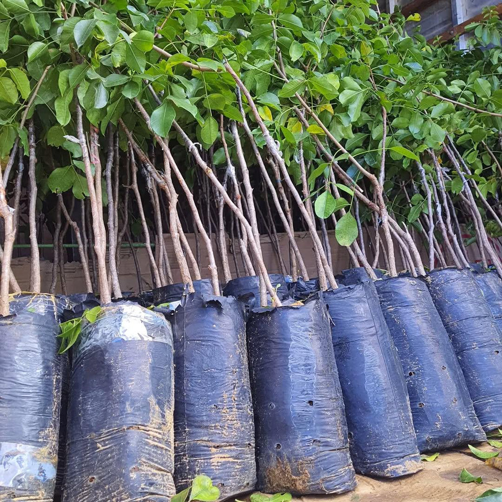 Muda de Umbu Gigante Lontras