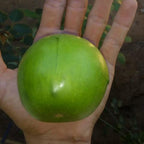 Muda de Umbu Gigante – América Dourada ENXERTADA