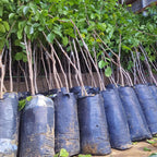 Muda de Umbu Gigante – América Dourada ENXERTADA