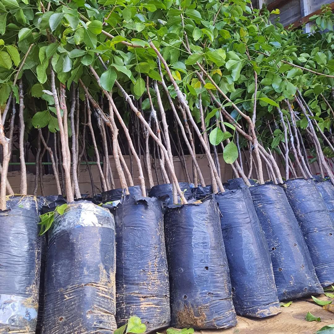 Muda de Umbu Gigante – América Dourada ENXERTADA