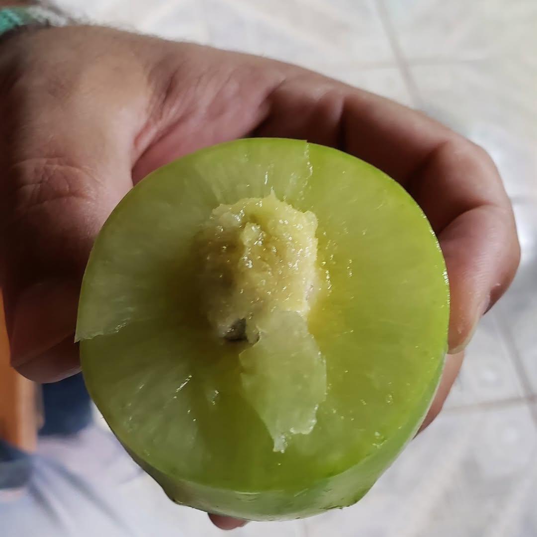 Umbu Gigante – Saco 24 kg