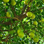 Muda de Umbu Gigante Lontras