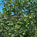 Muda de Umbu Gigante – América Dourada ENXERTADA