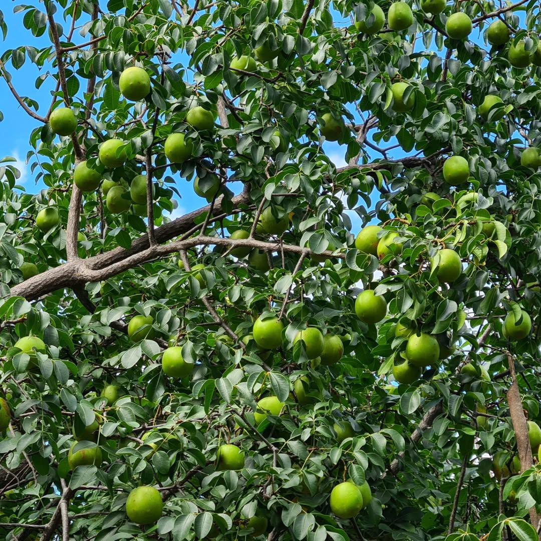 Muda de Umbu Gigante – América Dourada ENXERTADA
