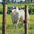 Arame farpado Nelore Morlan - 500 metros