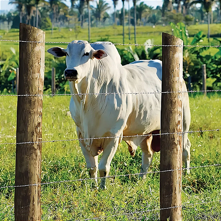 Arame farpado Nelore Morlan - 500 metros