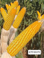 Sementes De Milho Híbrido 3066 BTMax - 2 Kg Alta tecnologia