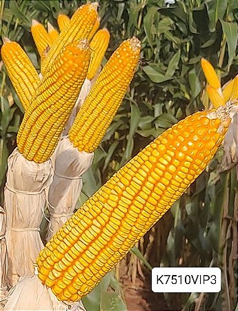 Semente milho 3066 BTMAX - Resistente Milho Verde e Silagem - 10.000 sementes