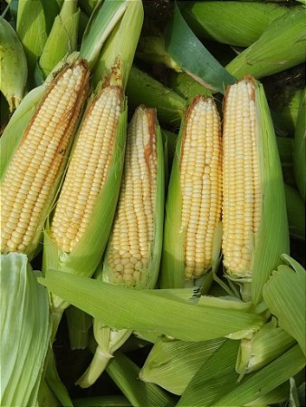 Sementes De Milho Híbrido 3066 BTMax - 2 Kg Alta tecnologia