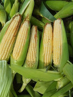 Semente milho 3066 BTMAX - Resistente Milho Verde e Silagem - 1.000 sementes