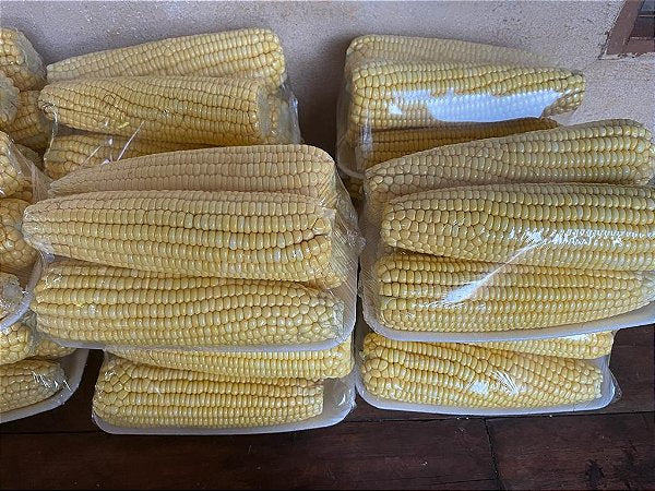 Sementes De Milho Híbrido 3066 BTMax - 2 Kg Alta tecnologia