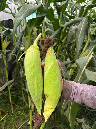 Semente milho 3066 BTMAX - Resistente Milho Verde e Silagem - 10.000 sementes