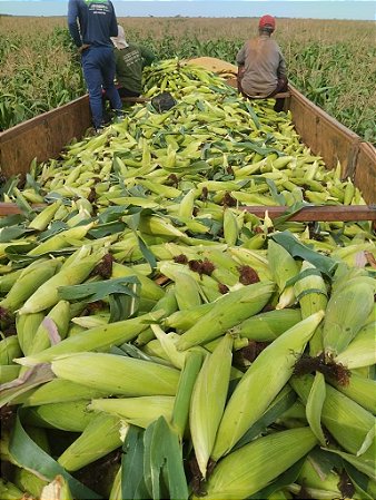 Sementes De Milho Híbrido 3066 BTMax - 2 Kg Alta tecnologia